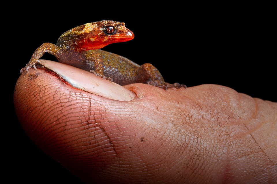 New species of minieature gecko