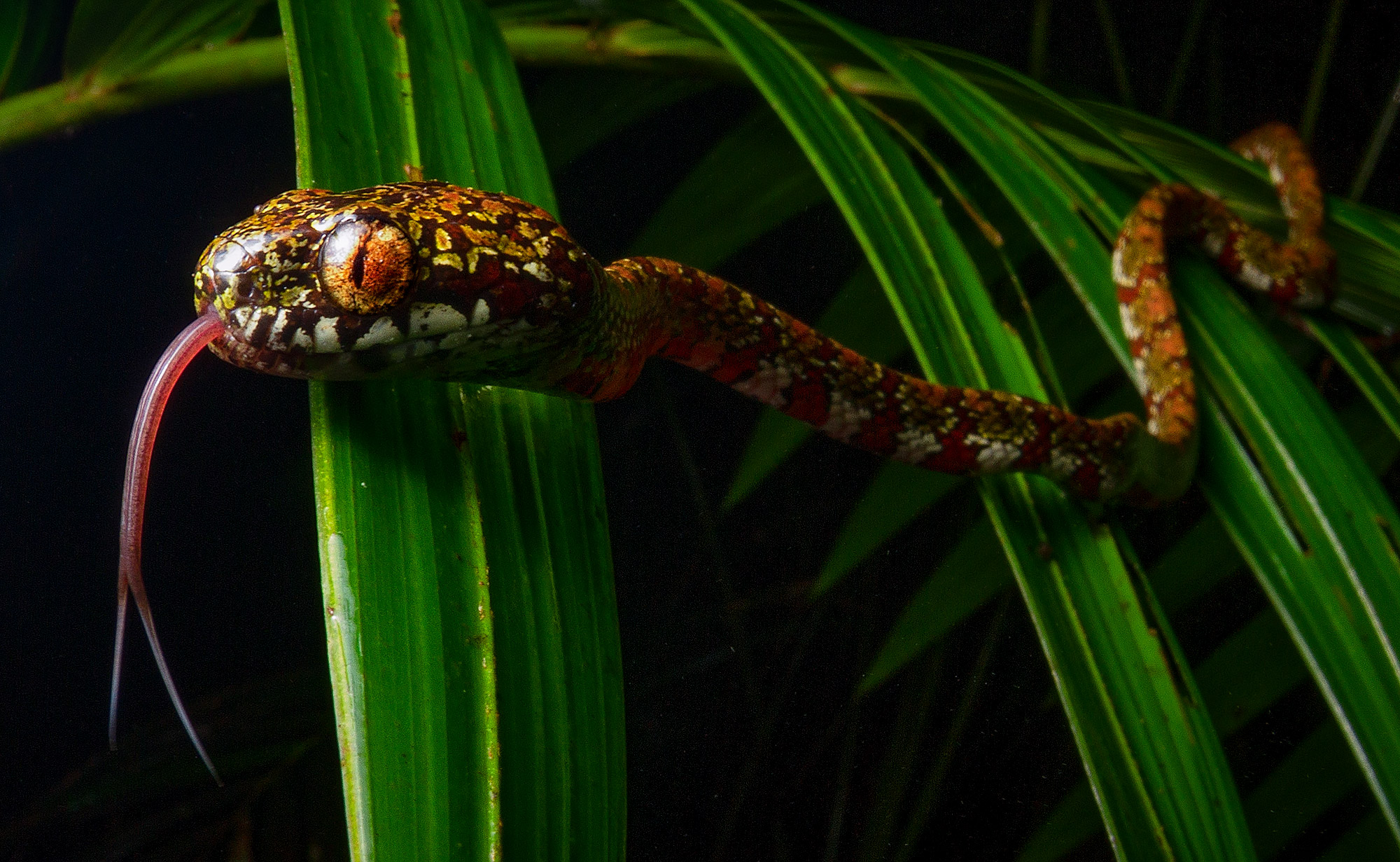 Close-up photo of the DiCaprio Snail-eating Snake