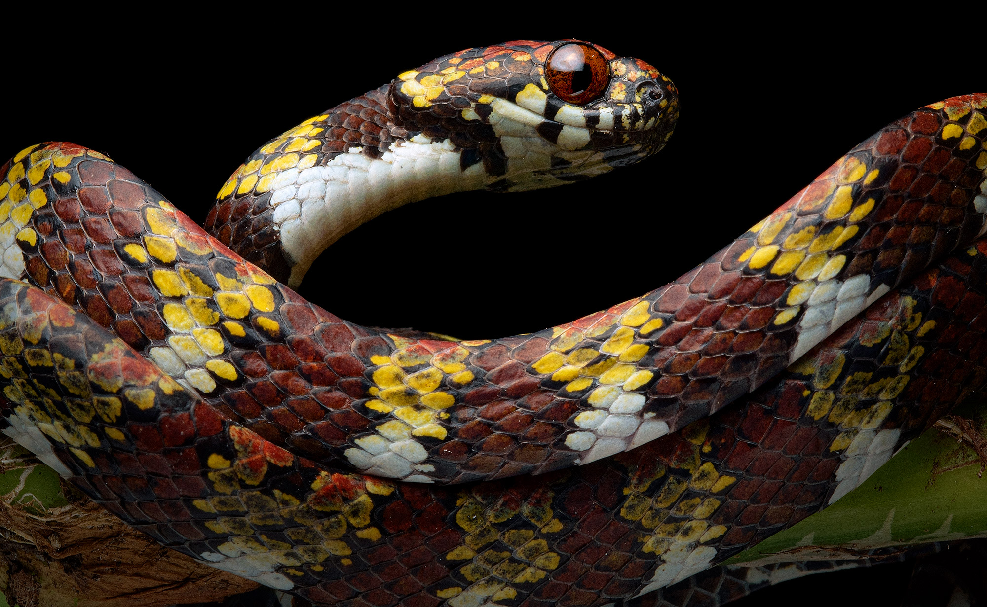 Close-up photo of the Marley’s Snail-eating Snake