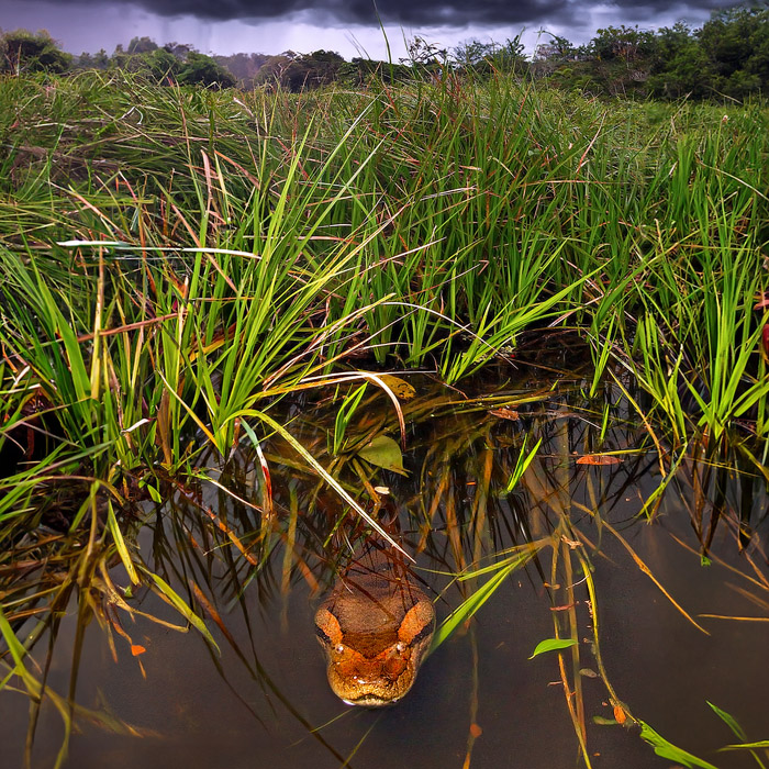 Green anaconda in a lagoon