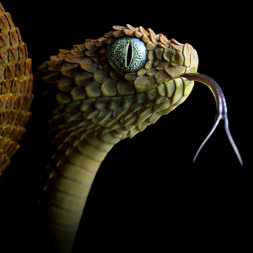 Variable Bush Viper