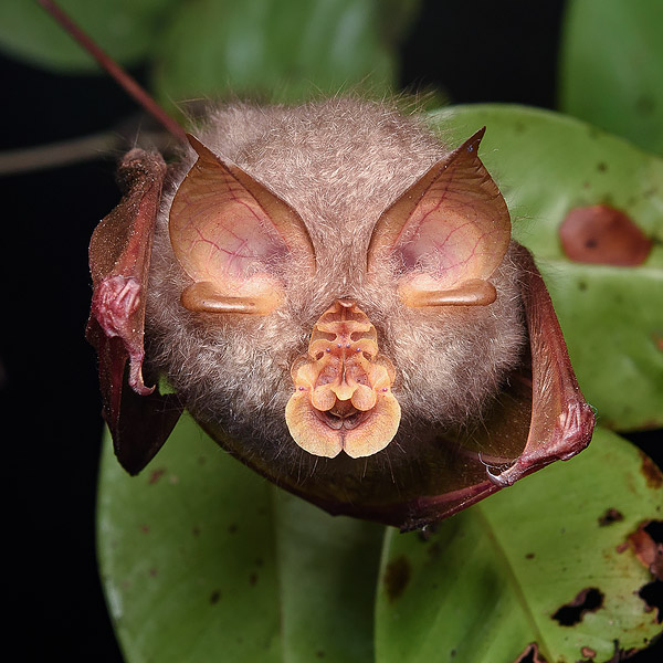 Image of a bat