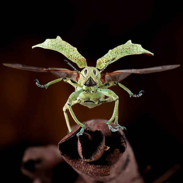 Image of a beetle