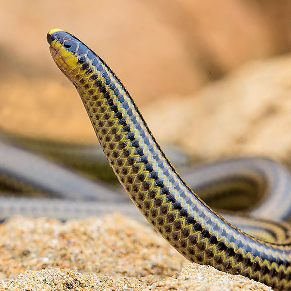 Image of a blind snake