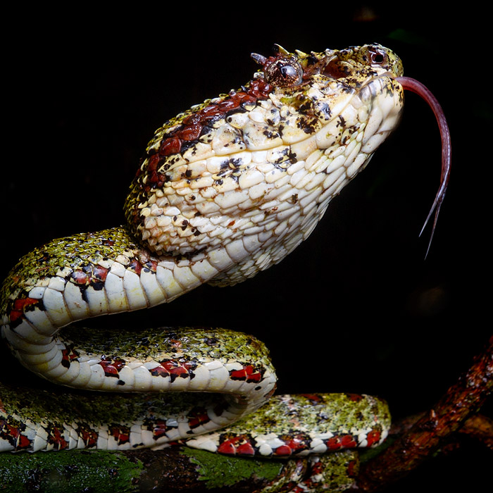 Central American Palm-Pitviper