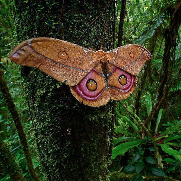 Image of a butterfly