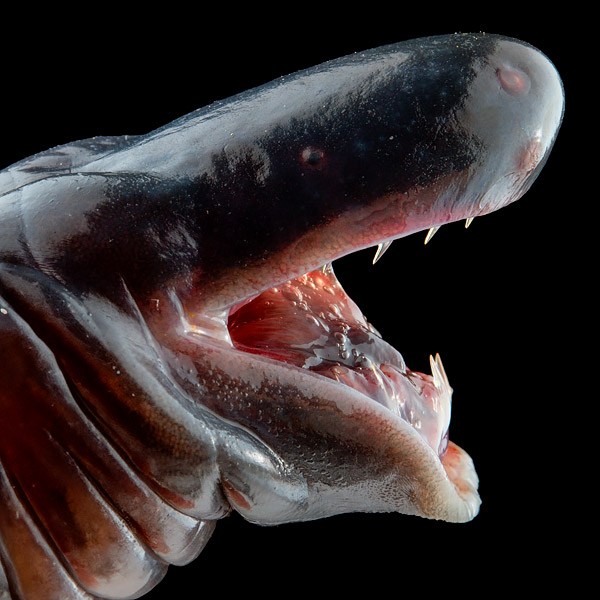 Image of a caecilian