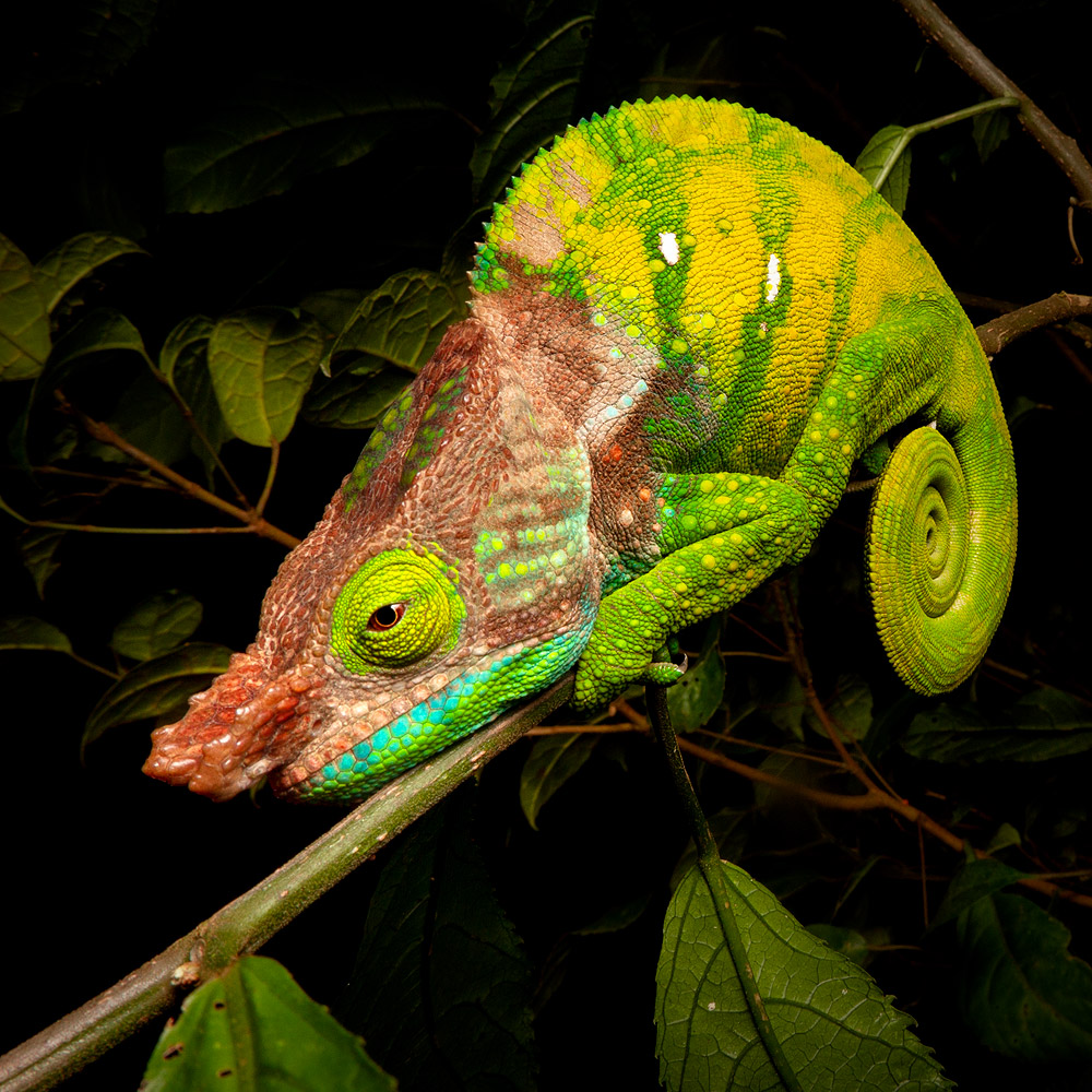 O’Shaughnessy’s Chameleon