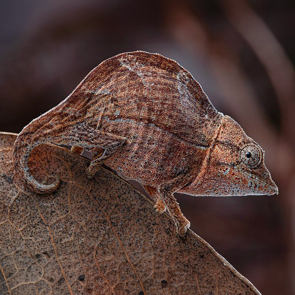 Image of a chameleon