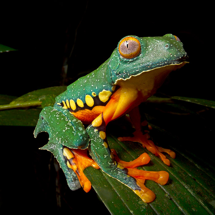 Ornate Rainfrog