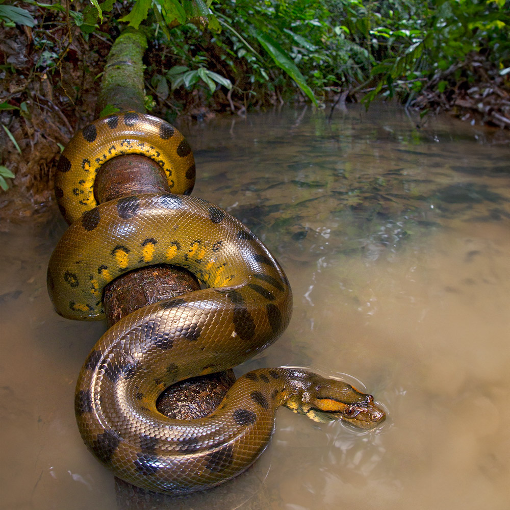 Green Anaconda