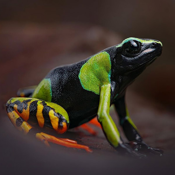 Image of a frog