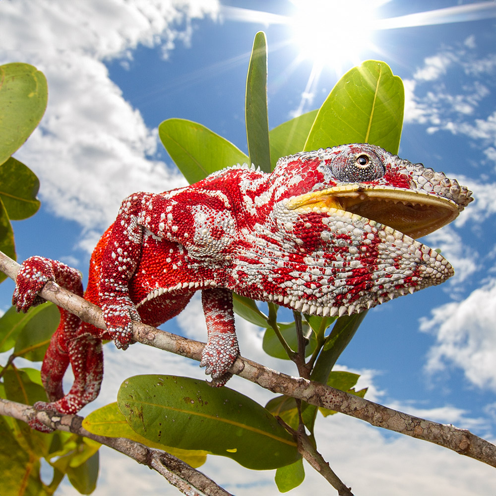 Panther Chameleon