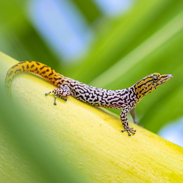 Image of a gecko