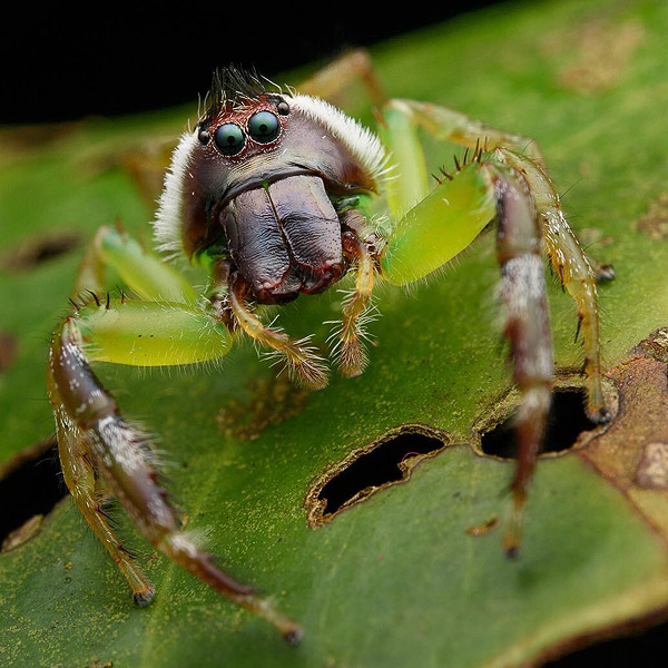 Image of a jumping spider