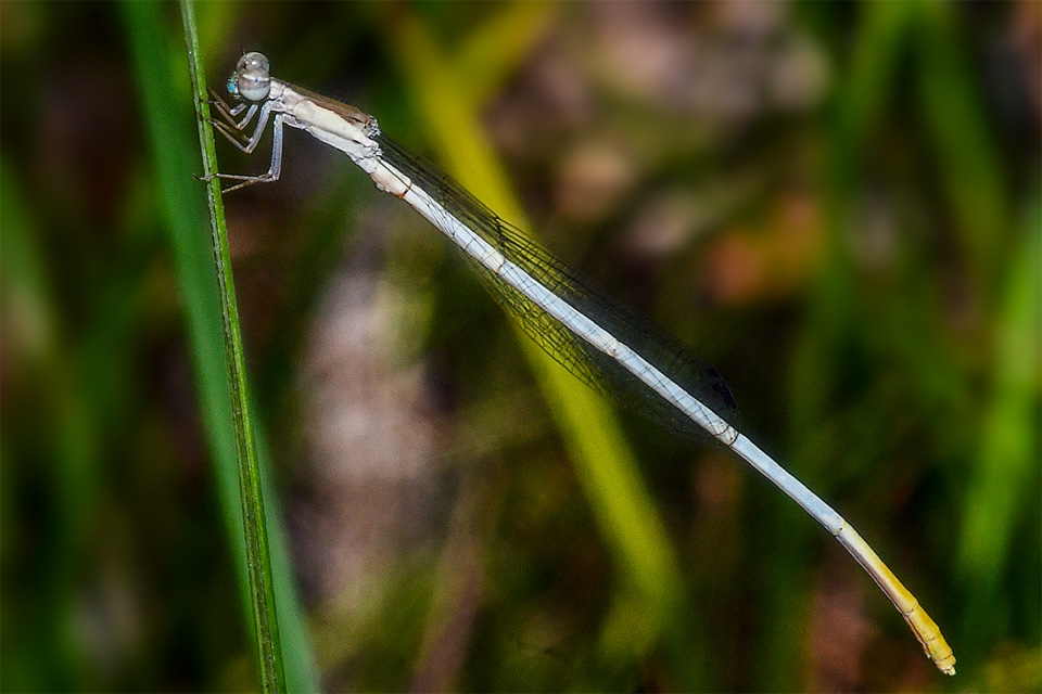 Image of a newly-described damselfly species: Leucobasis puinave