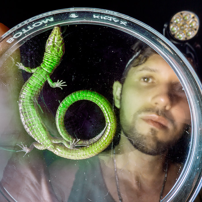 Researcher holding a lightbulb lizard