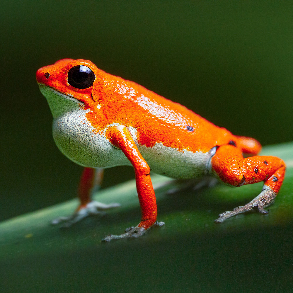 Strawberry Poison Frog