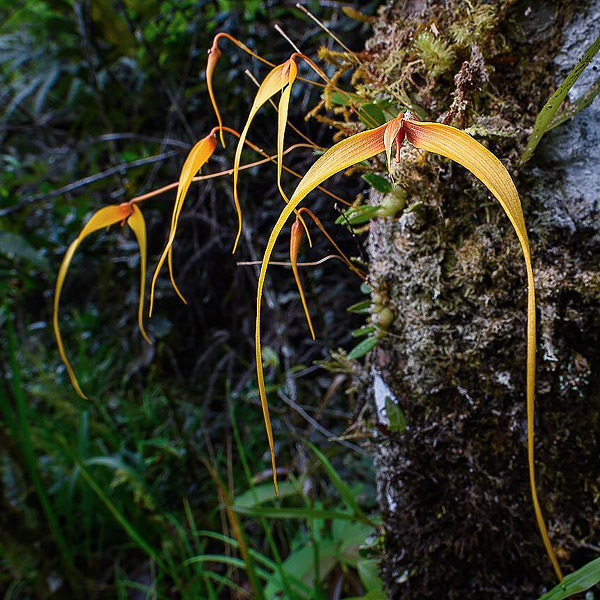 Image of an orchid