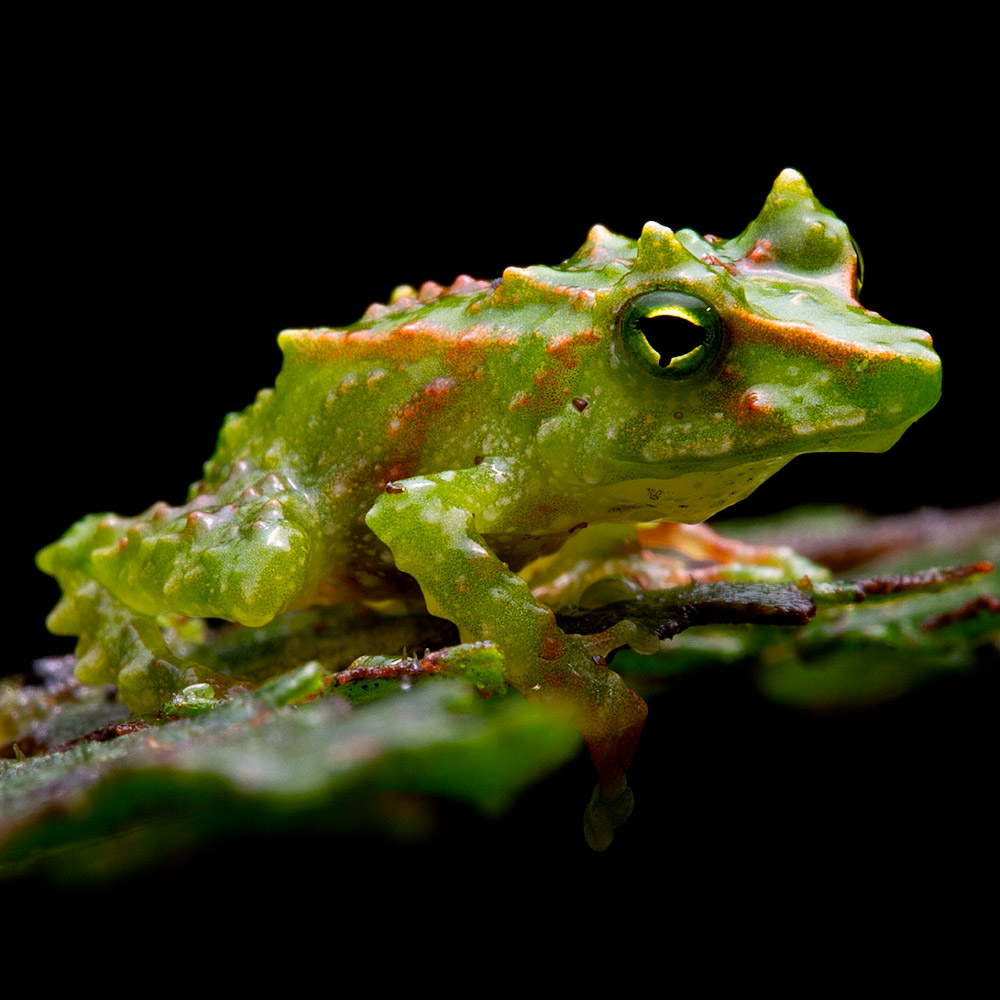 Emerald Rainfrog