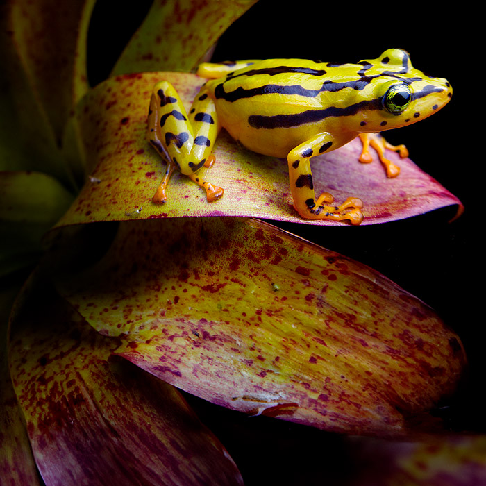 Ornate Rainfrog