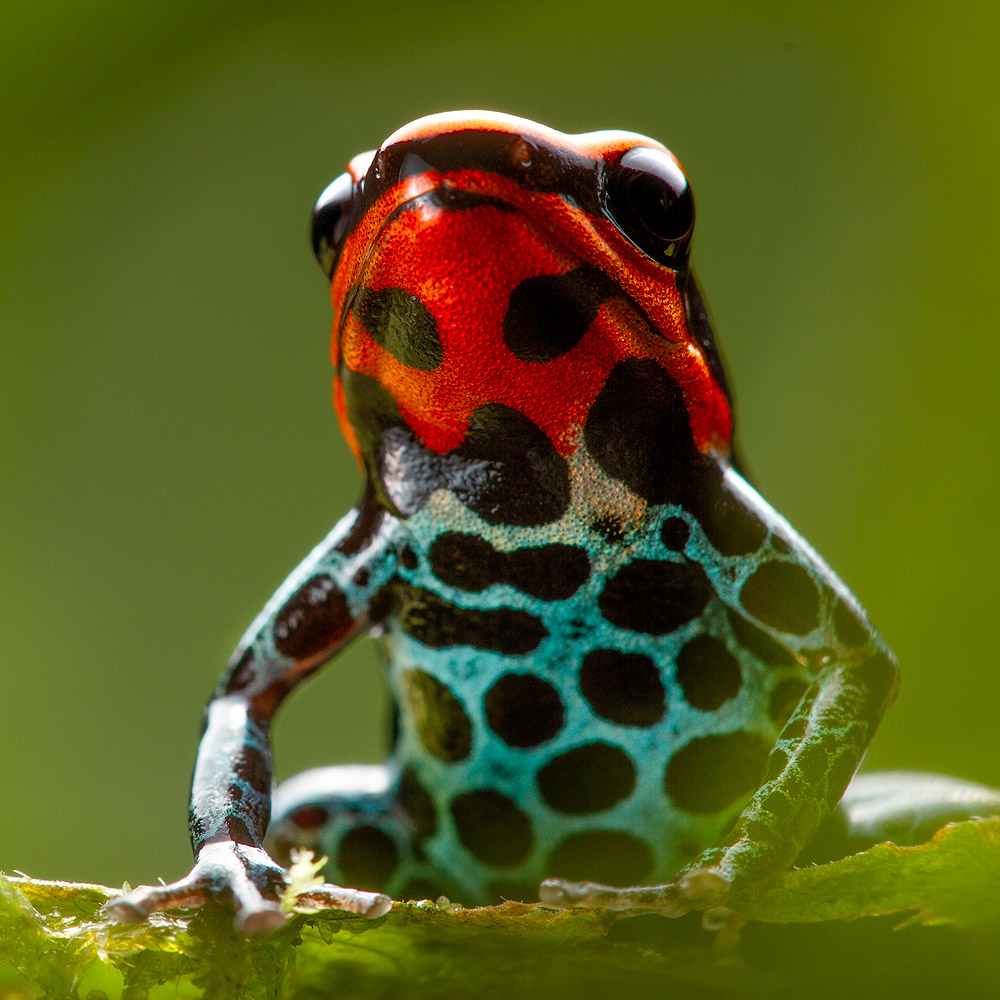 Amazonian Poison Frog