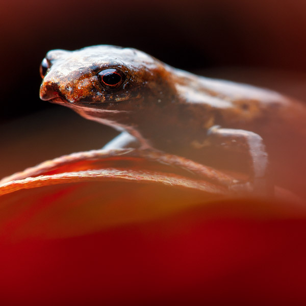 Image of a salamander