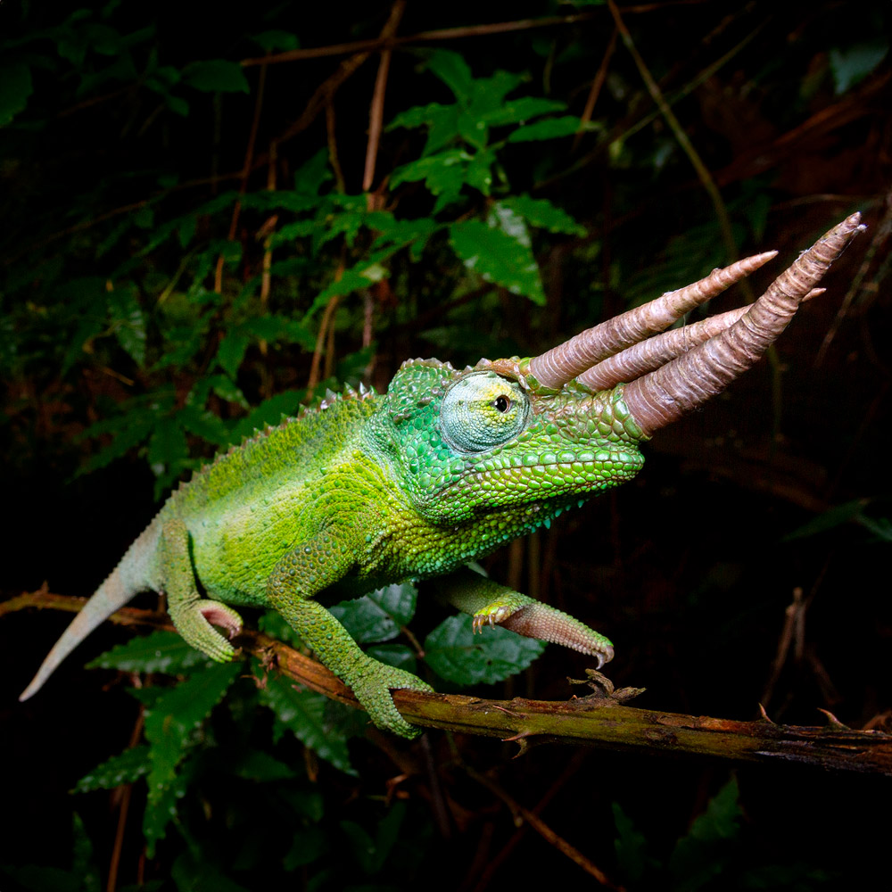 Jackson’s Chameleon