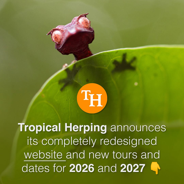 Image showing a mantelid poison frog