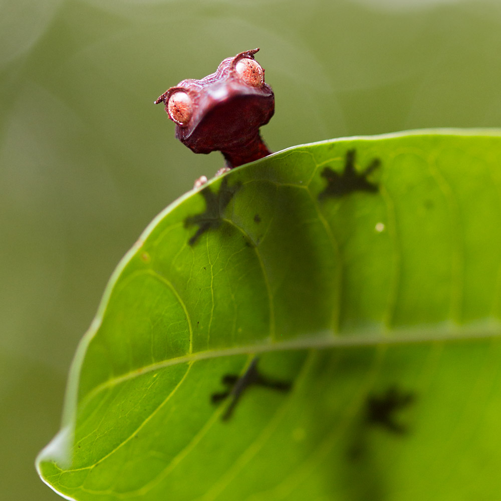 Satanic Leaf-tailed Gecko