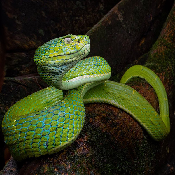 Image of a viper